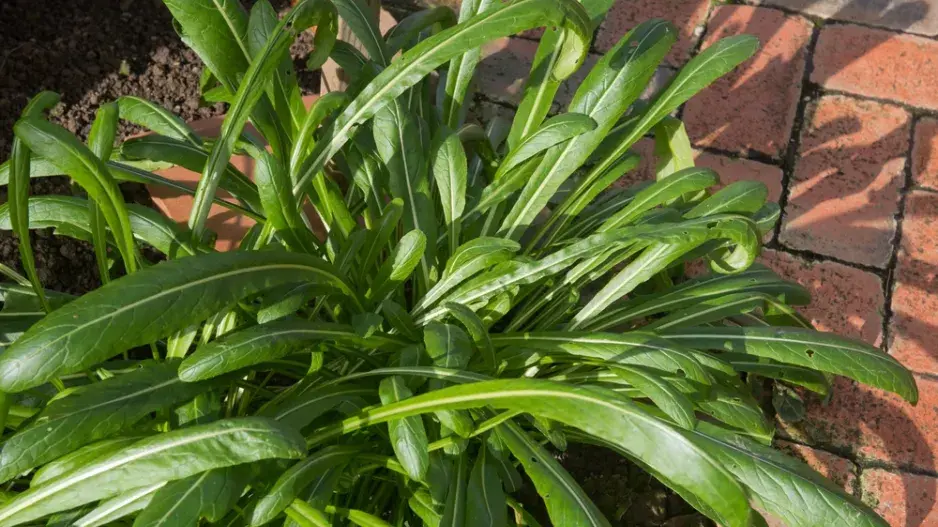 mibuna