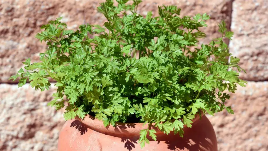 Kerblík setý neboli třebule (Anthriscus cerefolium) 