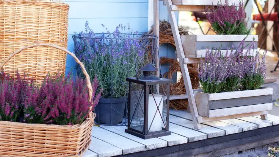 Poupatové vřesy jako součást dekorace Poupatové vřesy jako součást dekorace