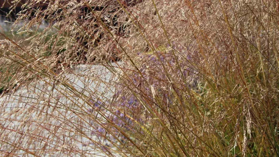 Opadavec (Sporobolus heterolepis) 