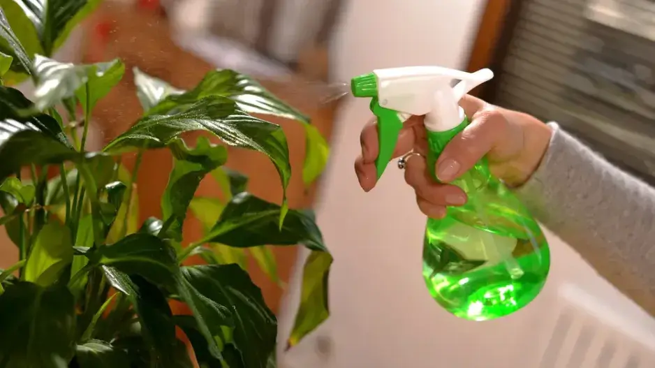 Škůdci pokojových rostlin