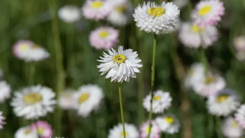 Smilek růžový, nesmrtelka (Helipterum roseum)