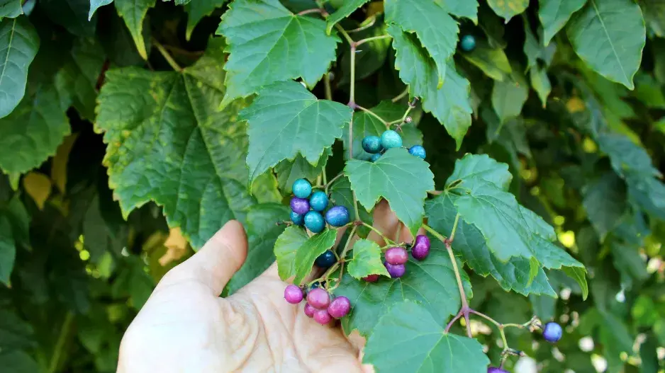 Révovník žláznatý (Ampelopsis glandulosa) 