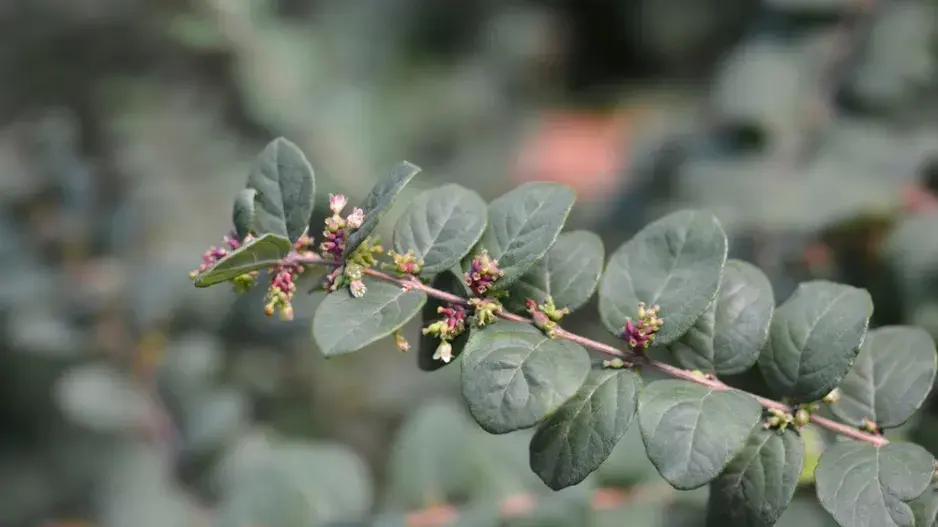 Pámelník červenoplodý (Symphoricarpos orbiculatus)