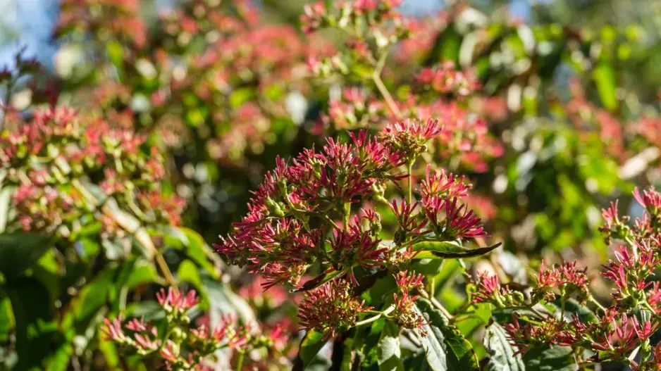 Sedmisyn jasmínovitý (Heptacodium miconioides) 