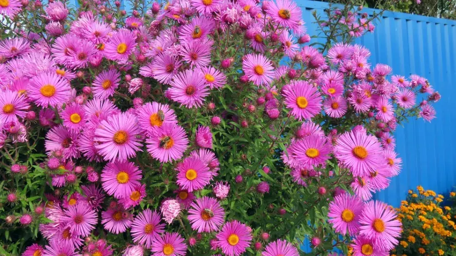 Hvězdnice novoanglická (Aster novae-angliae)