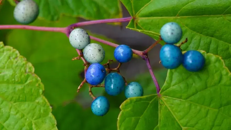 Révovník žláznatý (Ampelopsis glandulosa) 
