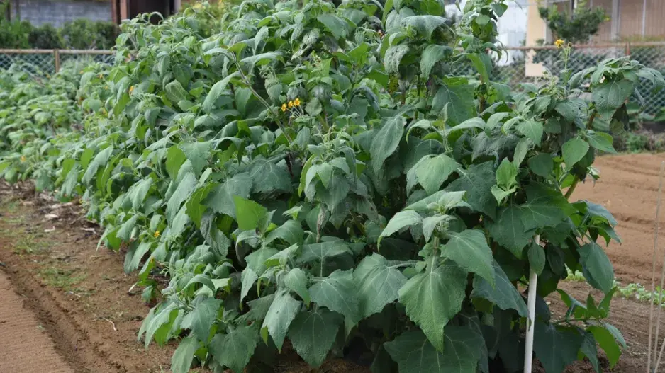 Jakon (Smallanthus sonchifolius) 
