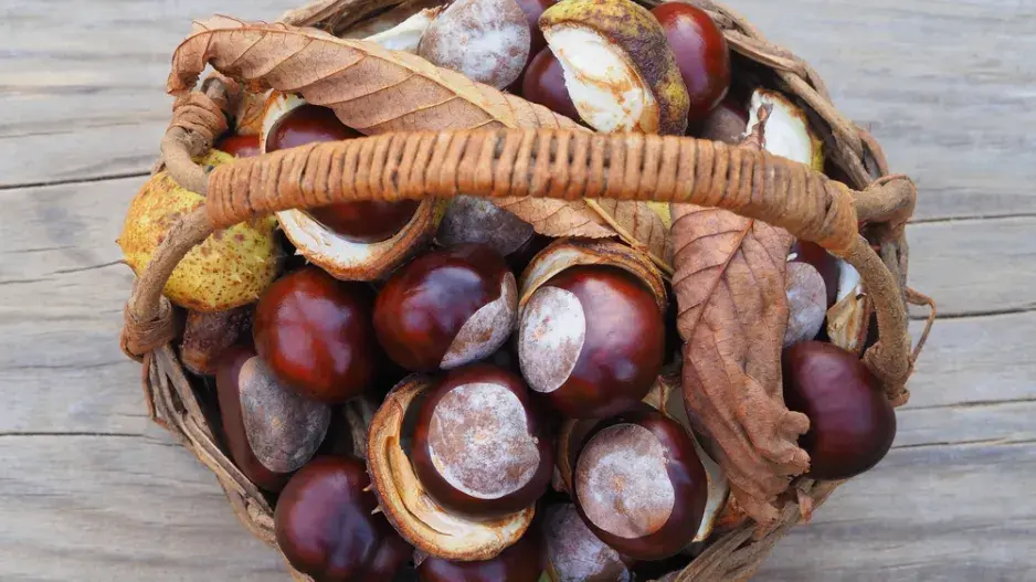 kaštany