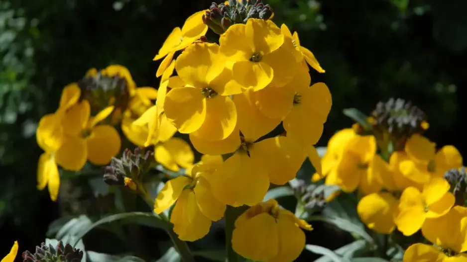 Trýzel ´Fragrant Sunshine´