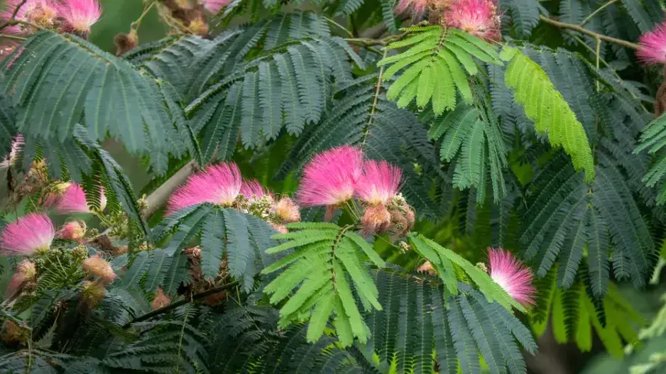 Perská akácie neboli albízie