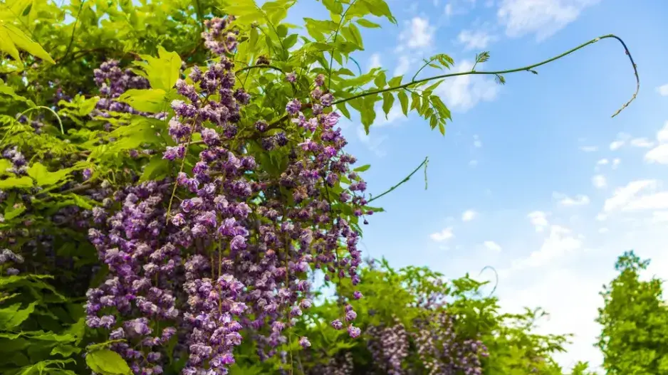 Vistárie je oblíbená popínavá rostlina Vistárie je oblíbená popínavá rostlina
