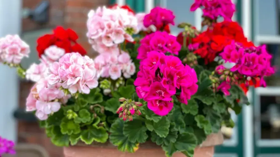 Zazimování muškátů