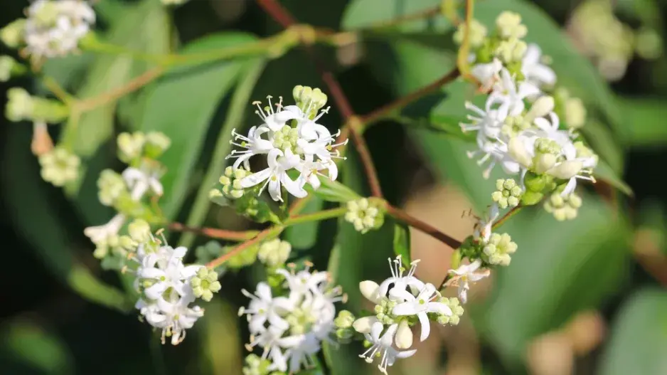 Sedmisyn jasmínovitý (Heptacodium miconioides) 