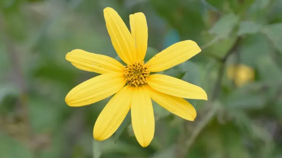 Jakon (Smallanthus sonchifolius) 