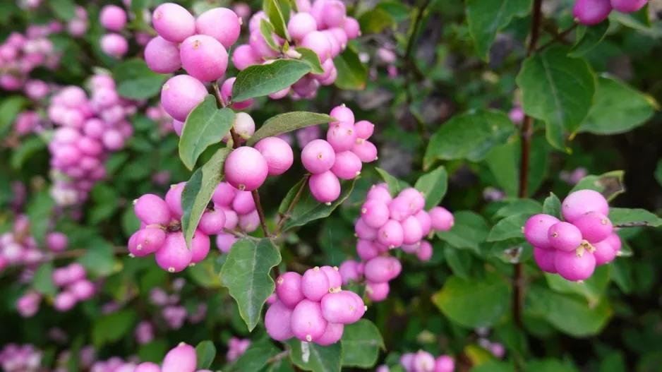 Pámelník červenoplodý (Symphoricarpos orbiculatus)