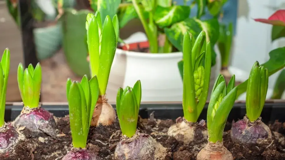 Hyacinty