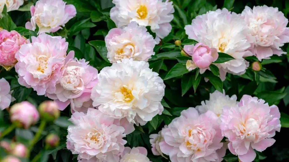 Pivoňka (Paeonia)