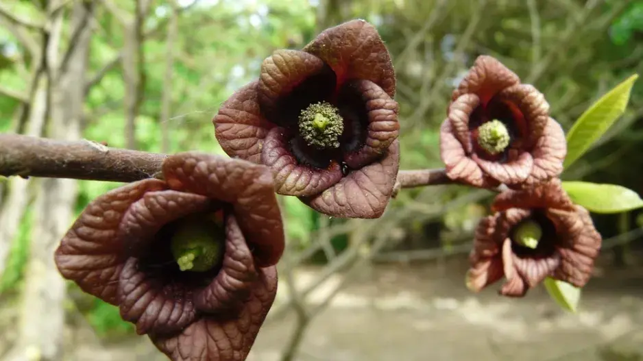 Muďoul trojlaločný (Asimina triloba) 