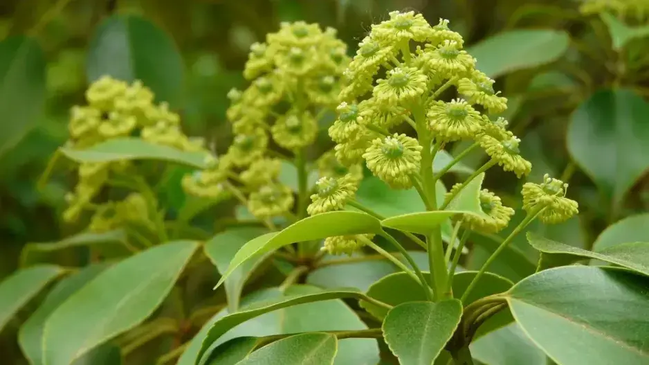 Kolostrom aralkovitý