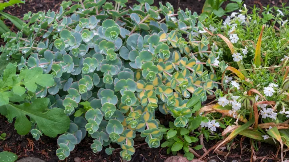rozchodníkovec Sieboldův (Hylotelephium sieboldii)