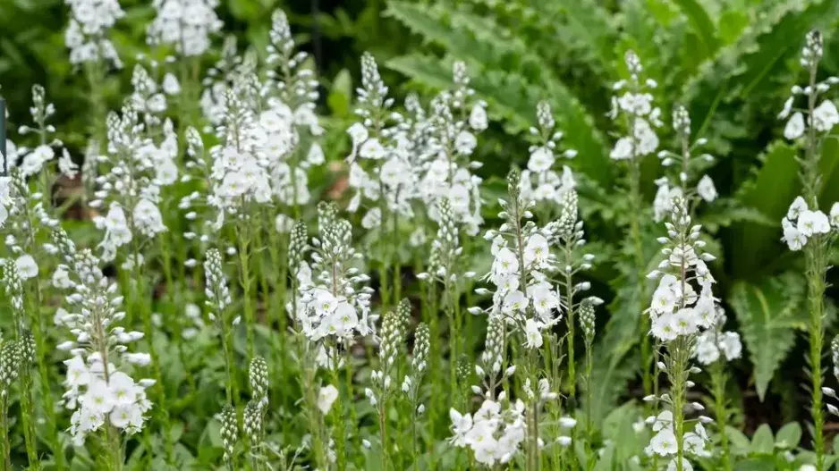 Rozrazil hořcovitý