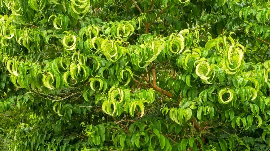 Sedmisyn jasmínovitý (Heptacodium miconioides) 