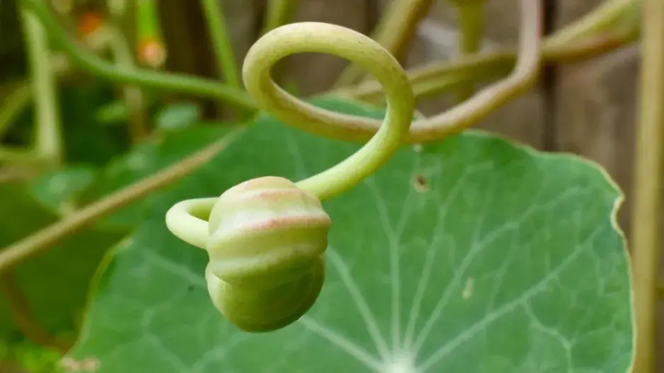 Lichořeřišnice větší (Tropaeolum majus L.) 