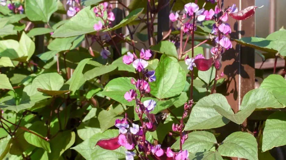 Lablab purpurový (Lablab purpureus)