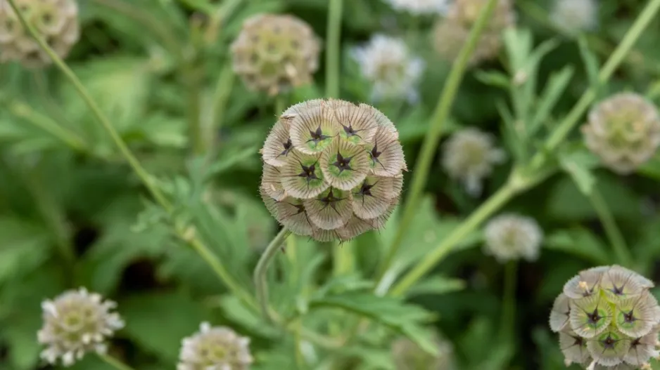 Hlaváč hvězdicovitý (Scabiosa stellata) 