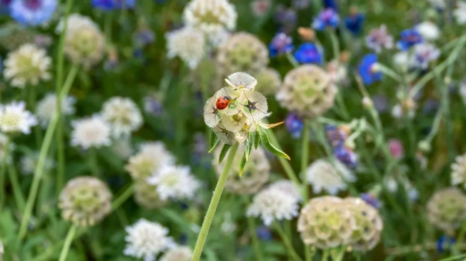 Hlaváč hvězdicovitý (Scabiosa stellata) 