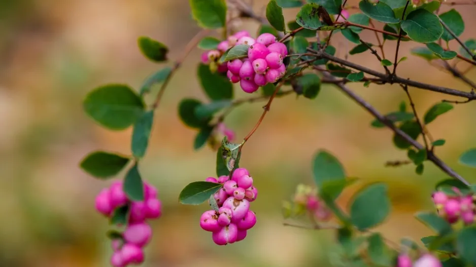 Pámelník červenoplodý (Symphoricarpos orbiculatus)