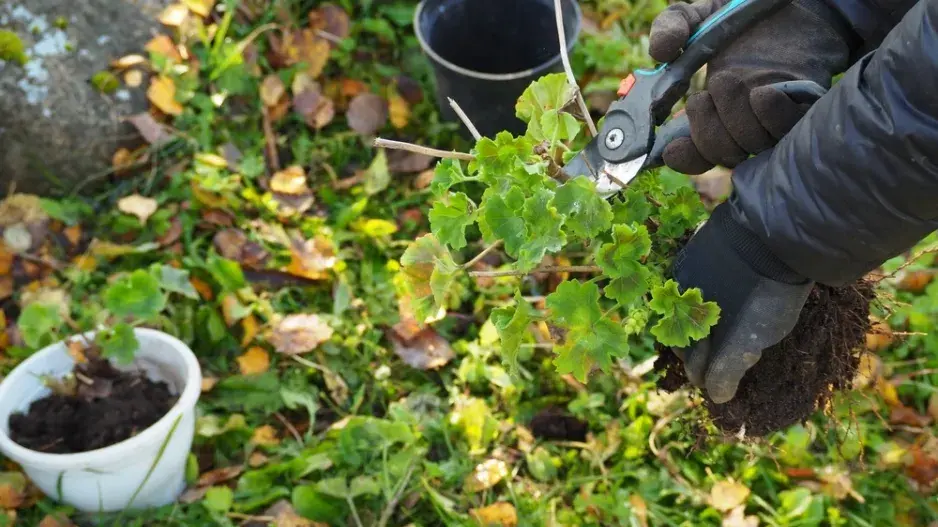 Zazimování muškátů