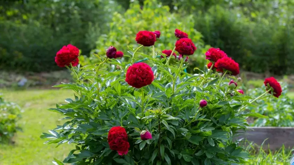 Pivoňka (Paeonia)