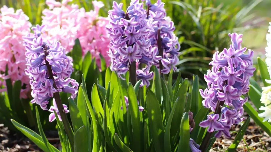 Hyacinty