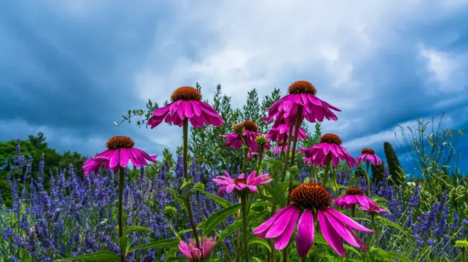 Zahradničení s méně vody 