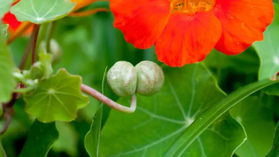 Lichořeřišnice větší (Tropaeolum majus L.) 