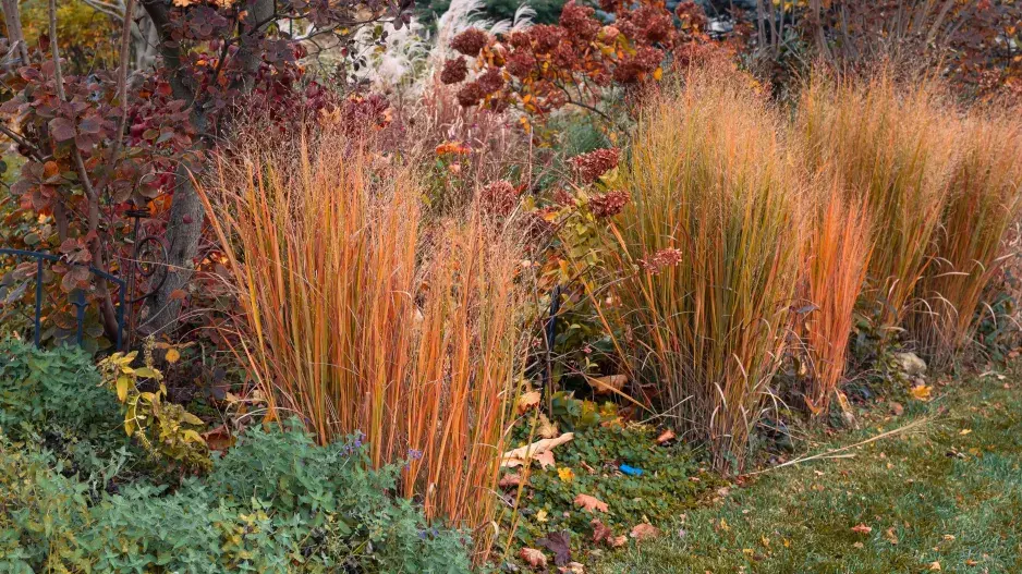 Proso prutnaté (Panicum virgatum)