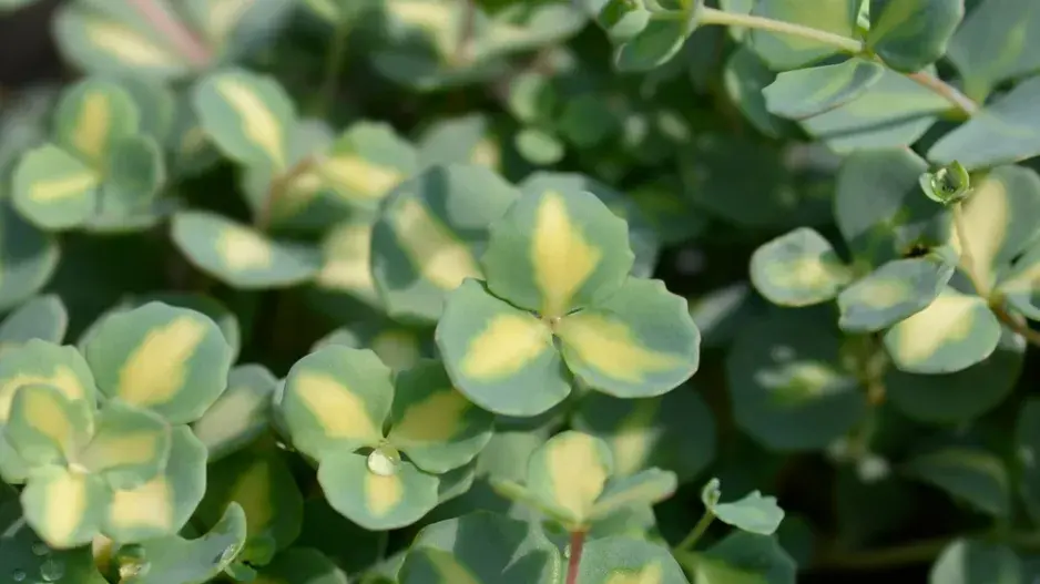 rozchodníkovec Sieboldův (Hylotelephium sieboldii)