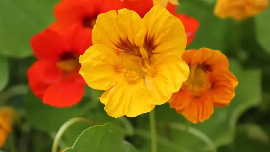 Lichořeřišnice větší (Tropaeolum majus L.) 