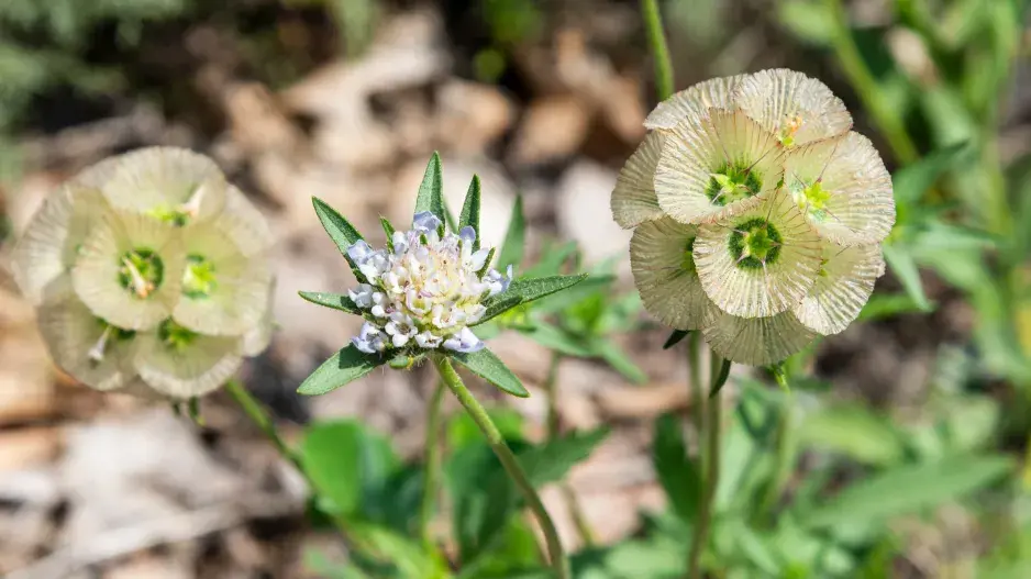 Hlaváč hvězdicovitý (Scabiosa stellata) 