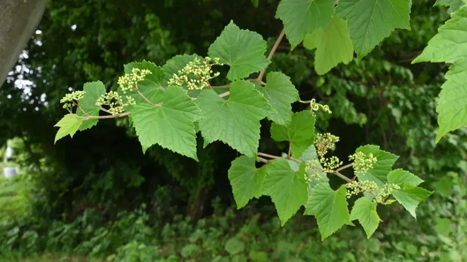 Révovník žláznatý (Ampelopsis glandulosa) 