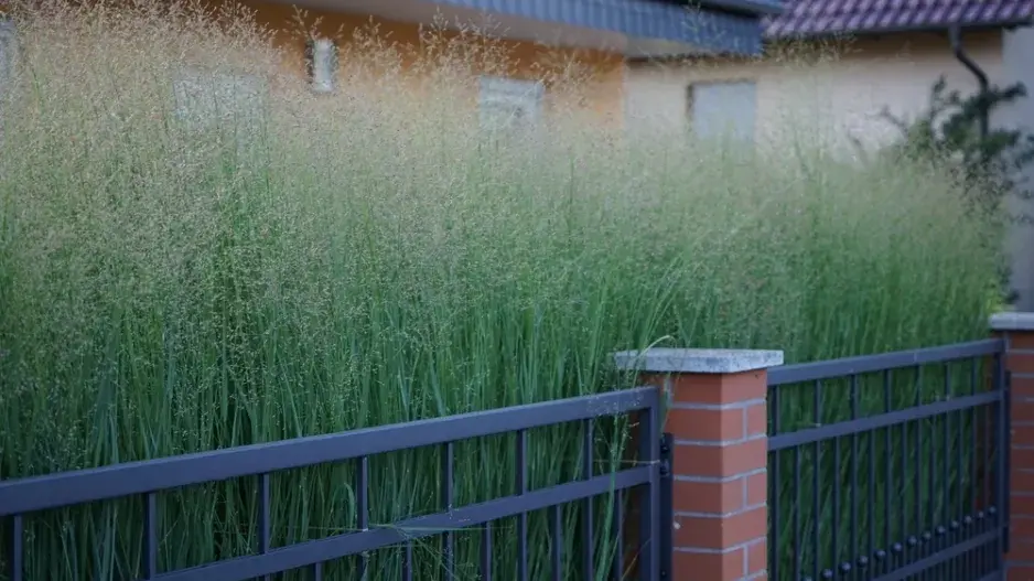 Proso prutnaté (Panicum virgatum)