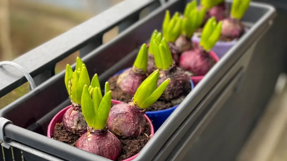Hyacinty