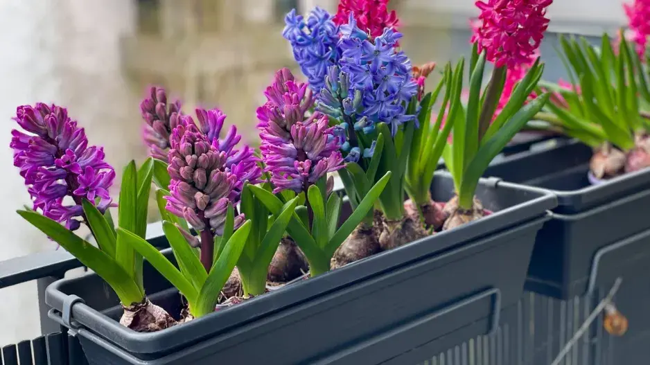 Cibuloviny na balkon 