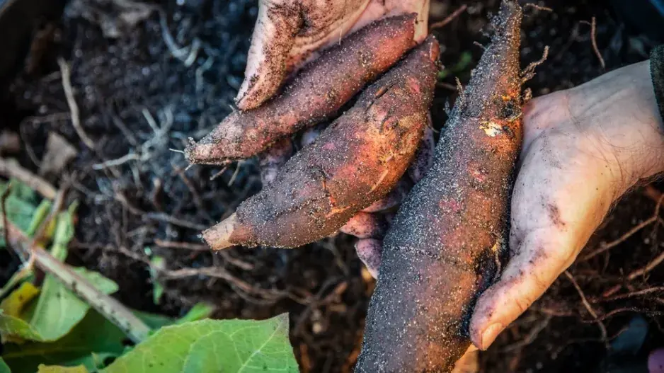 Jakon (Smallanthus sonchifolius) 