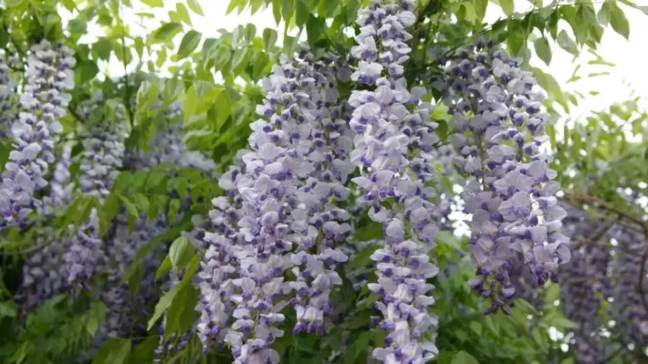 Květenství vistárie Květenství vistárie