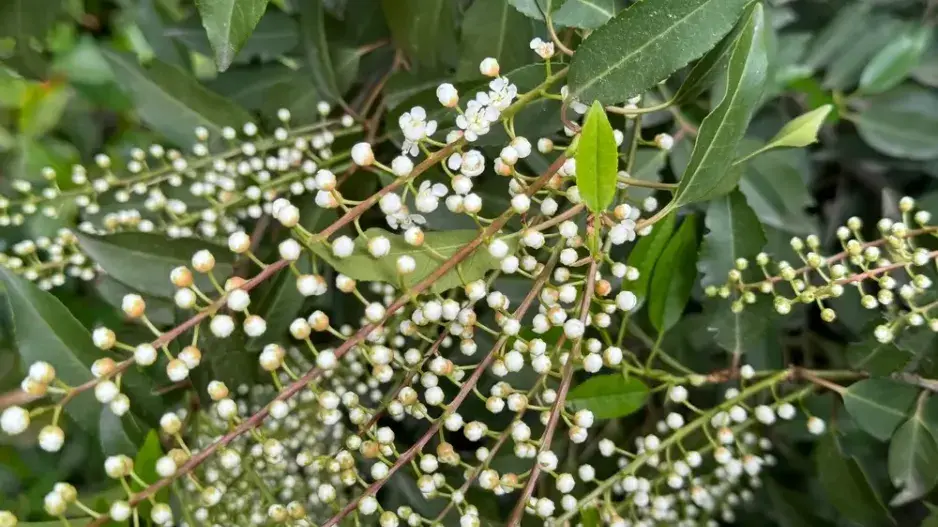 Portugalský vavřín