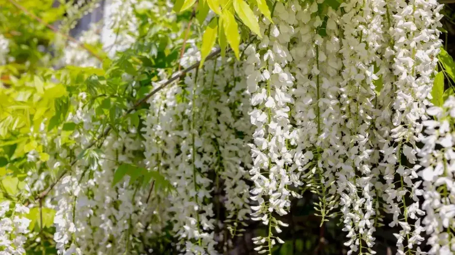 Květenství vistárie Květenství vistárie