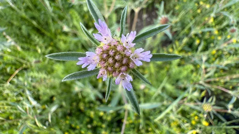 Hlaváč hvězdicovitý (Scabiosa stellata) 